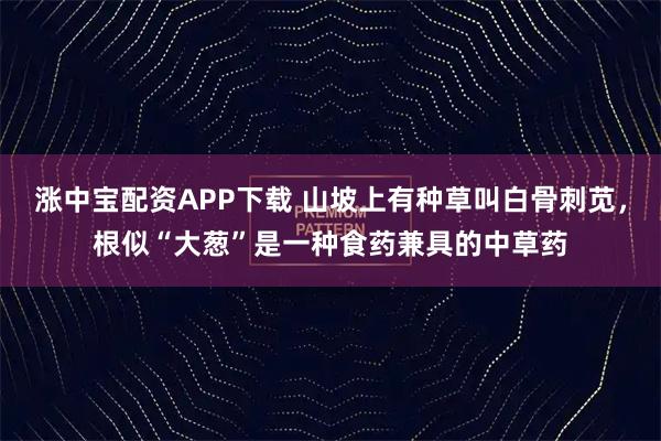 涨中宝配资APP下载 山坡上有种草叫白骨刺苋，根似“大葱”是一种食药兼具的中草药